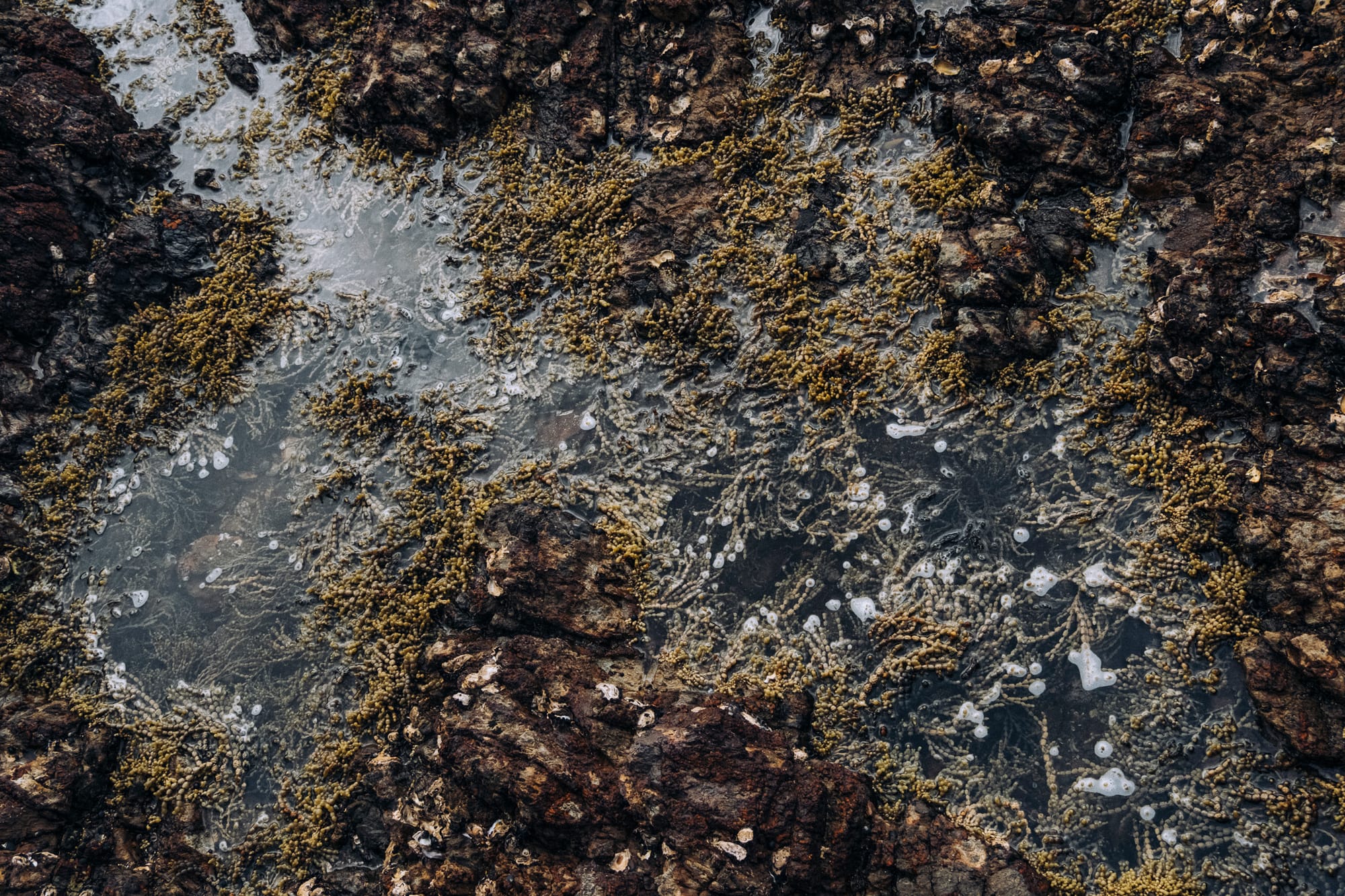 rocks and seaweed © leonie wise