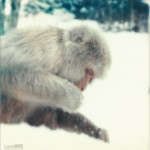 polaroid photograph of a japanese macaque (snow monkey) in yamanouchi. copyright leonie wise. all rights reserved