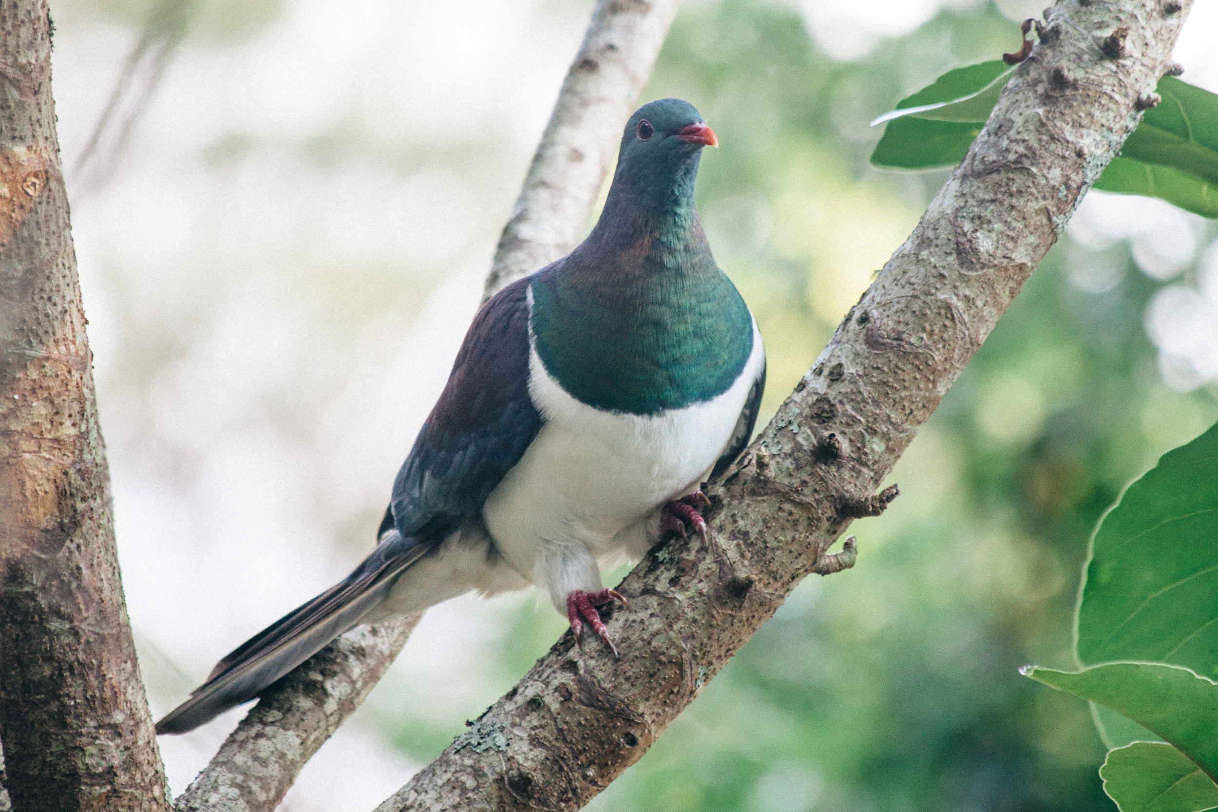 Kereru (NZ wood pigeon) by Leonie Wise