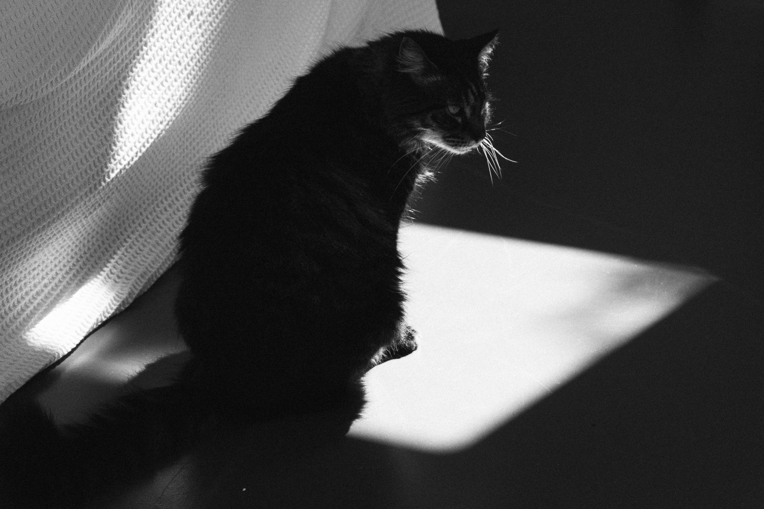 our cat milo, sitting in a patch of sunlight. (c) leonie wise