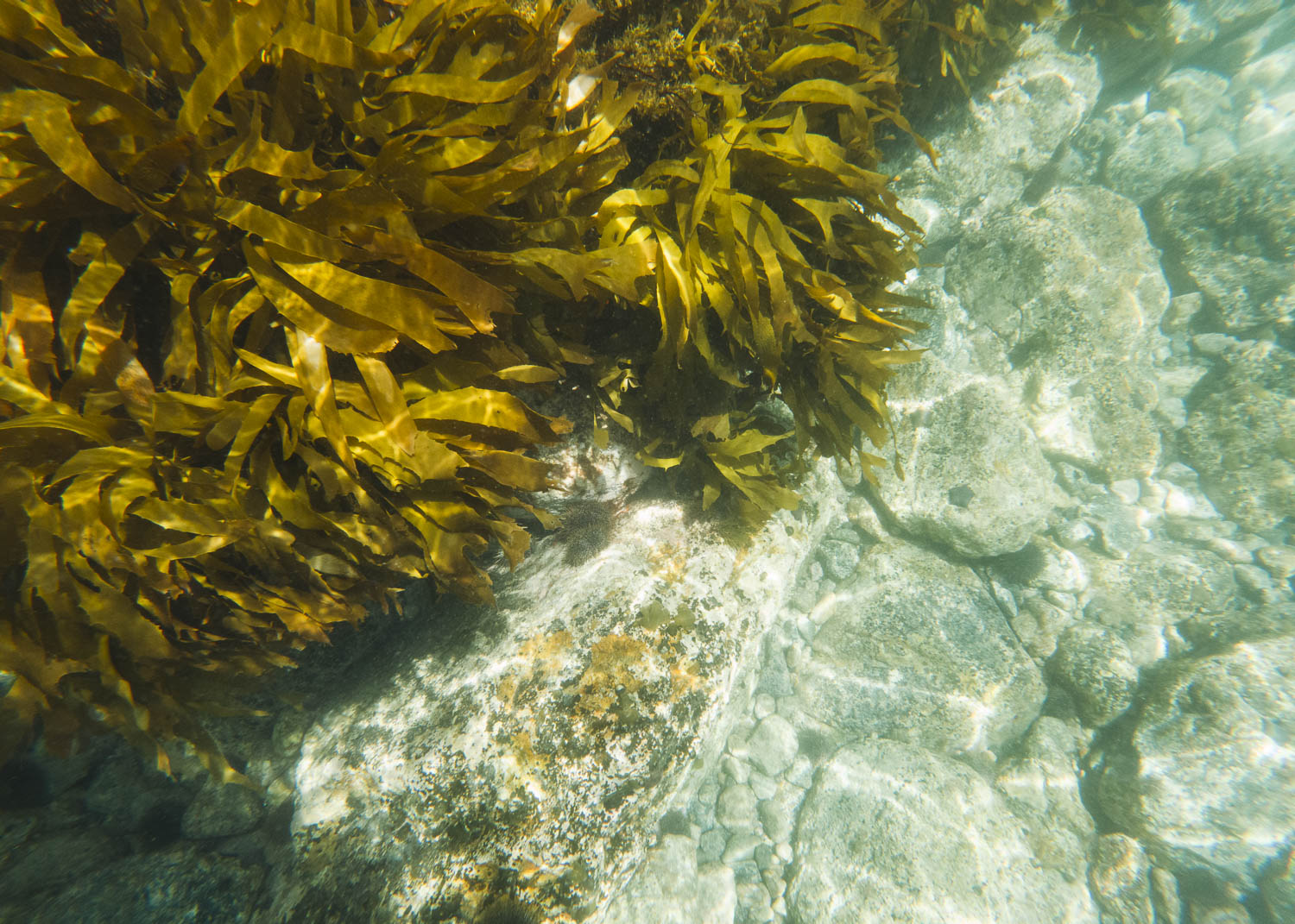 Seaweed underwater. Photo © Leonie Wise