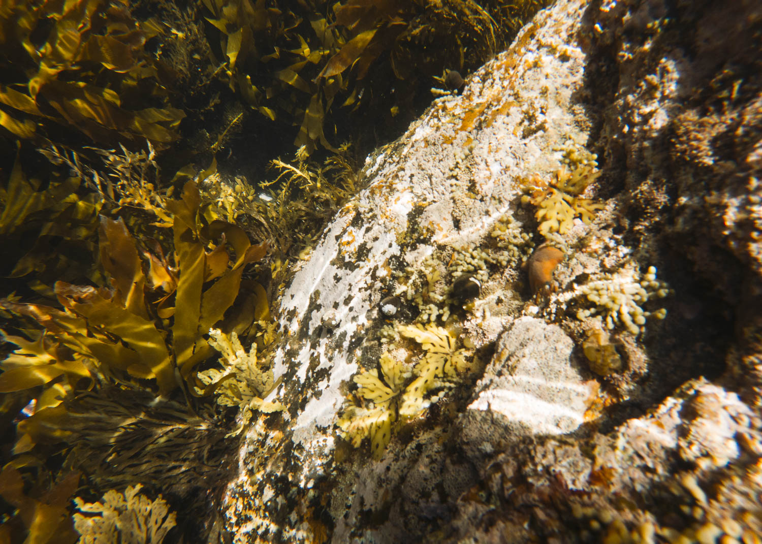 Rocks and seaweed underwater. Photo © Leonie Wise
