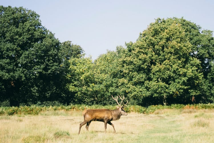 richmond park