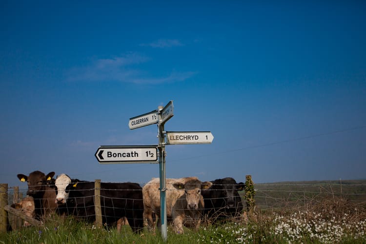 Cows and welsh road signs. By Leonie Wise