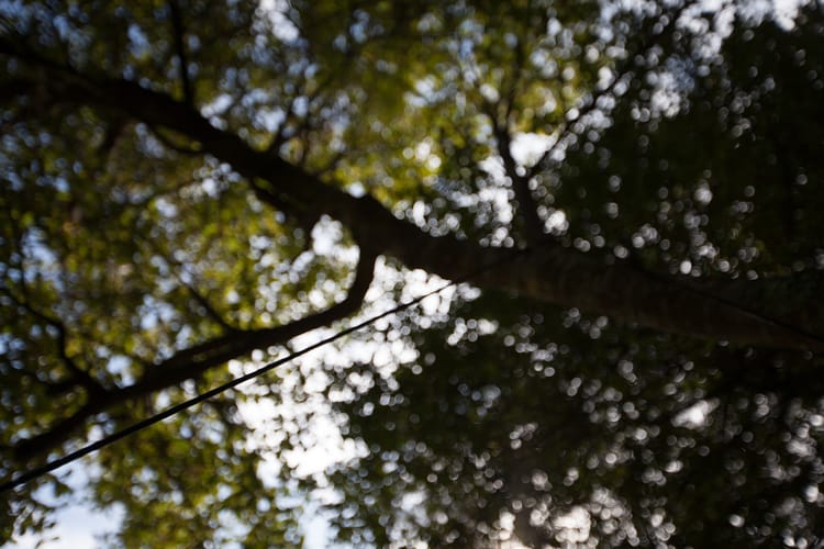 Looking up into the trees