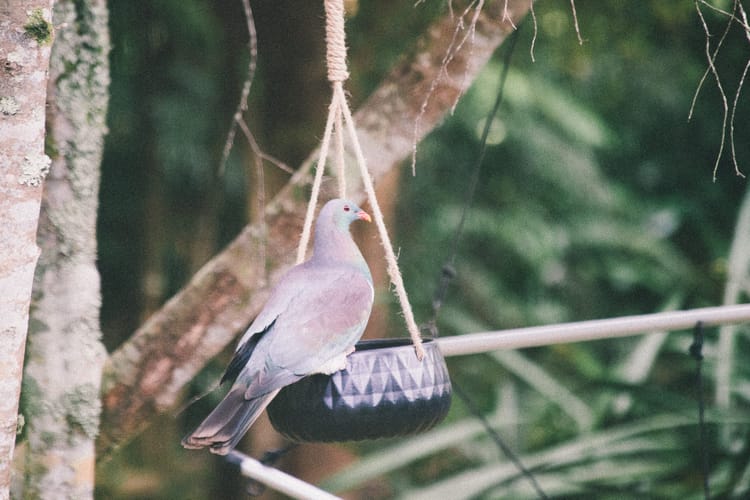 Kereru (NZ wood pigeon). (c) Leonie Wise