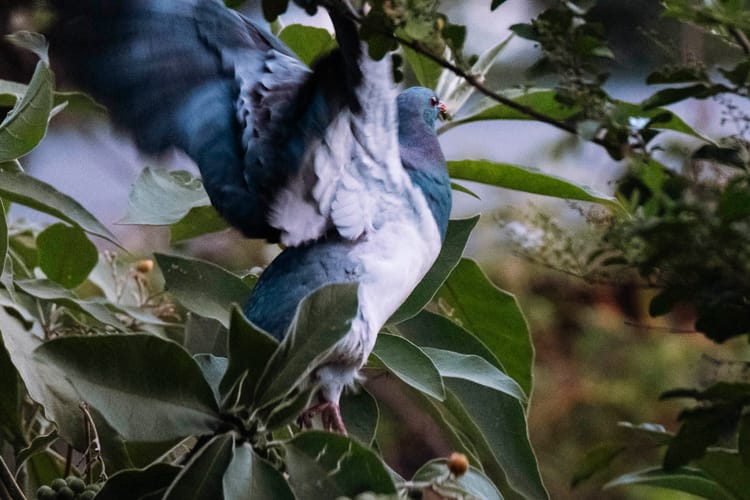 Kereru taking off. Photo © Leonie Wise