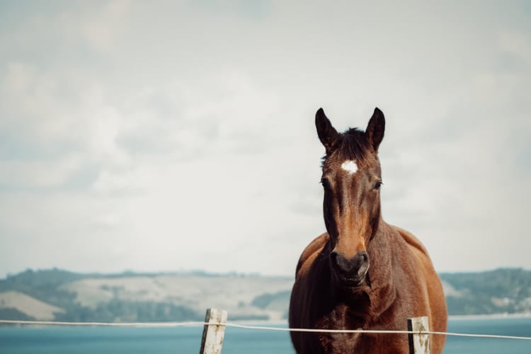 the upper part of a horse standing behind a fence facing towards the photographer. in the distance, the ocean and a row of lo