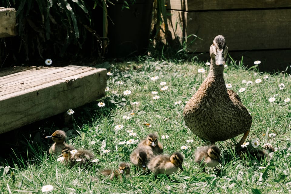 today's garden visitors