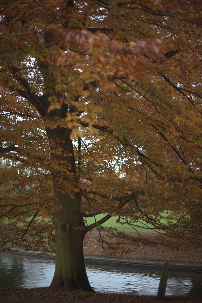 autumn tree at cambridge, england. copyright leonie wise