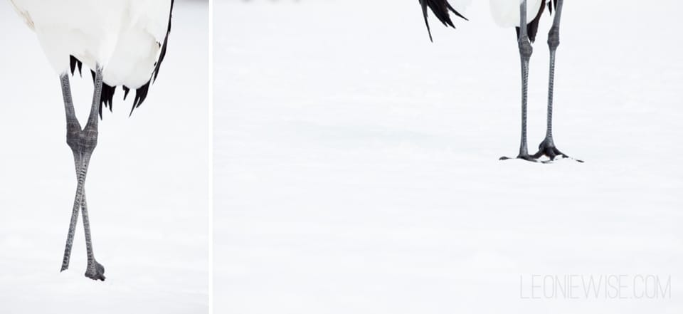 red-crowned crane legs in the snow. copyright leonie wise - all rights reserved