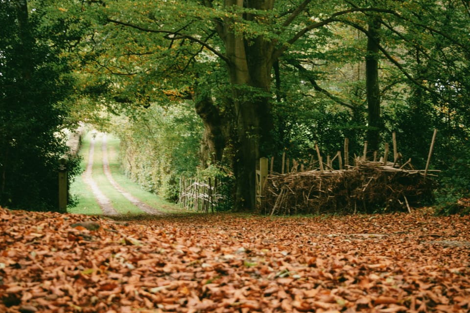 autumn walk, brockwood bottom, england